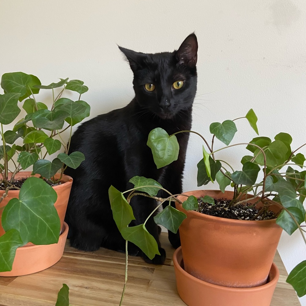 🌿🖤🐈🌿